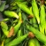 白玉米糯甜香甜欢迎来电洽谈现掰现发量大价优