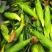 白玉米糯甜香甜欢迎来电洽谈现掰现发量大价优