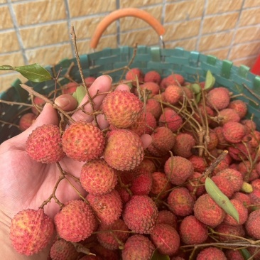 大量从化桂味，有需求的可以联系