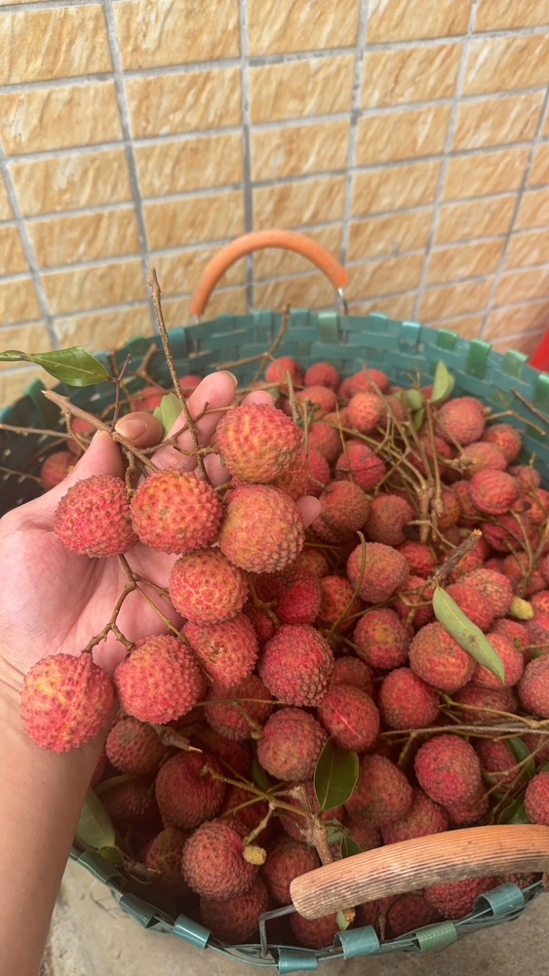 大量从化桂味，有需求的可以联系