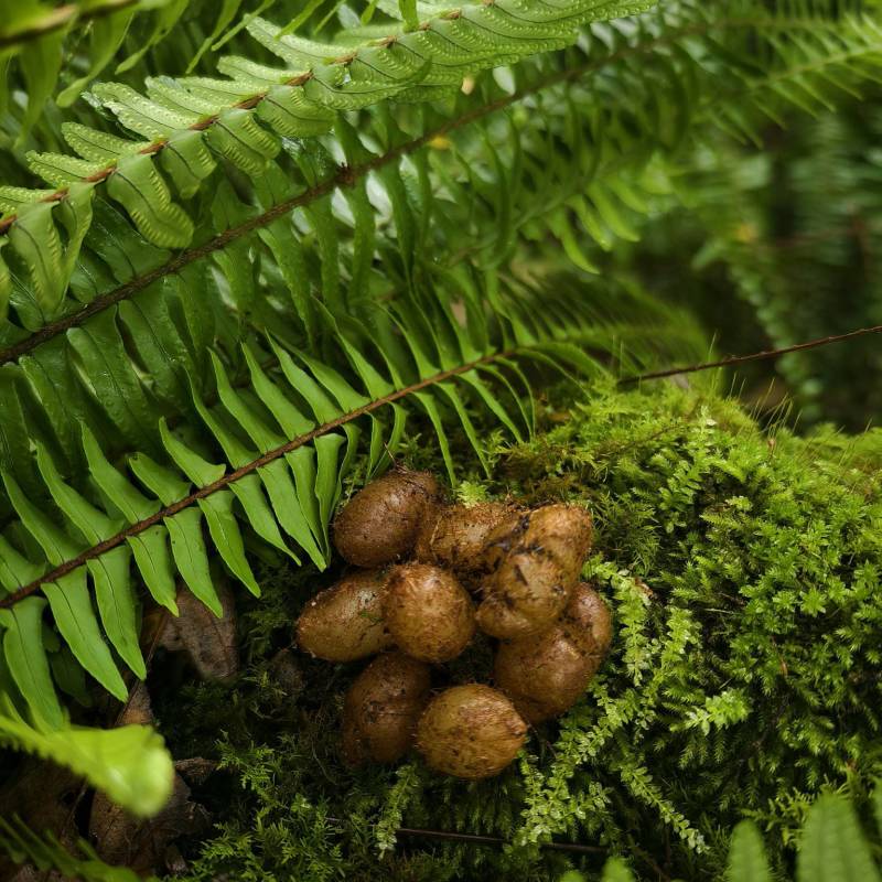 云南野生肾蕨果大量接单产地直发量大从优欢迎来电