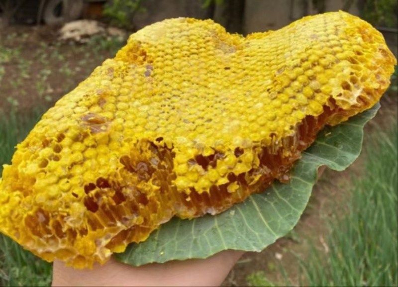 野生蜂蜜，纯野生西双版纳雨林蜂蜜