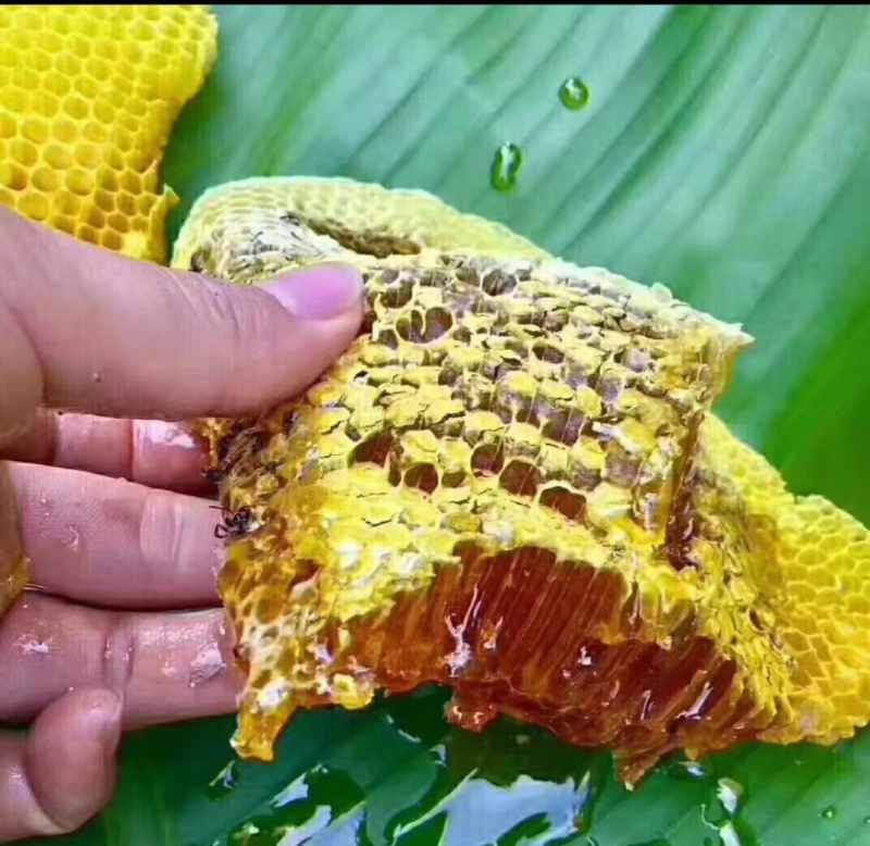 野生蜂蜜，纯野生西双版纳雨林蜂蜜