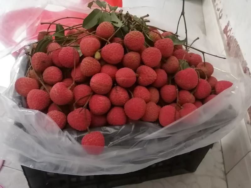 赤岗山玲珑荔枝