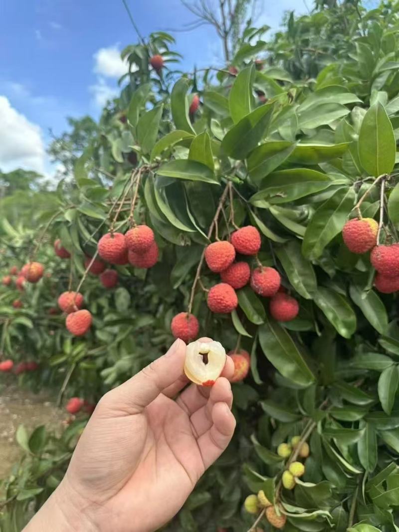 赤岗山玲珑荔枝
