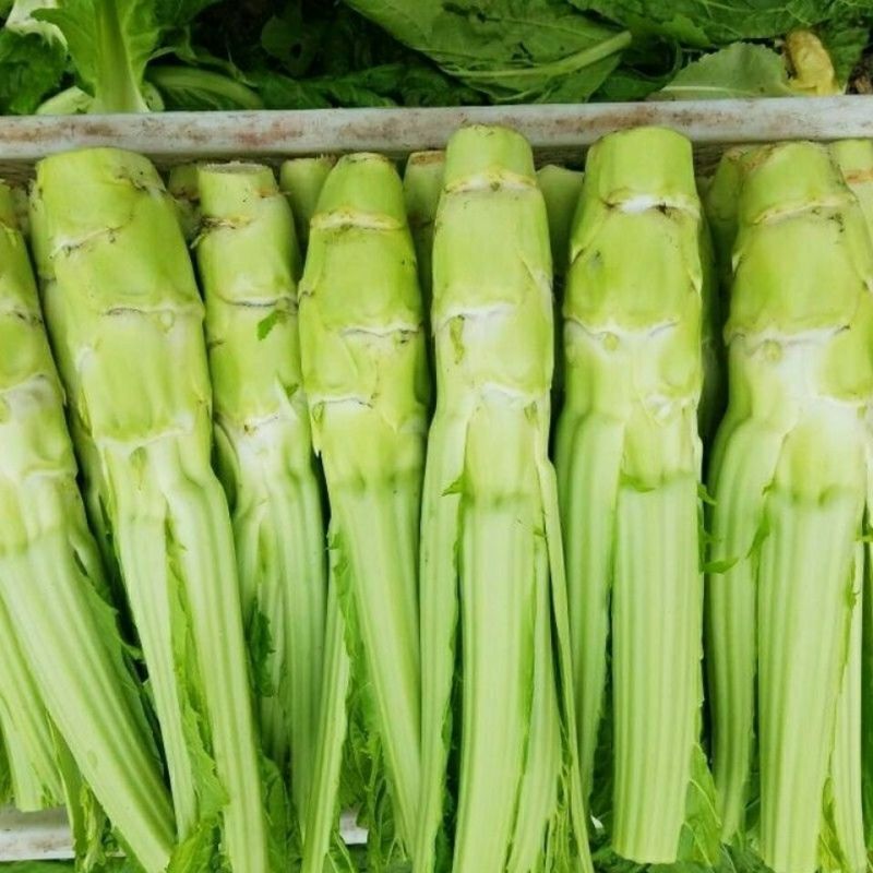 花叶棒菜种子秋季耐寒蔬菜种孑芥菜头笋子芥种四川棒棒菜
