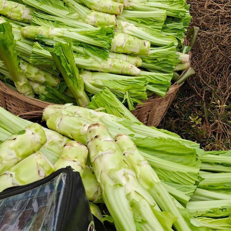 花叶棒菜种子秋季耐寒蔬菜种孑芥菜头笋子芥种四川棒棒菜