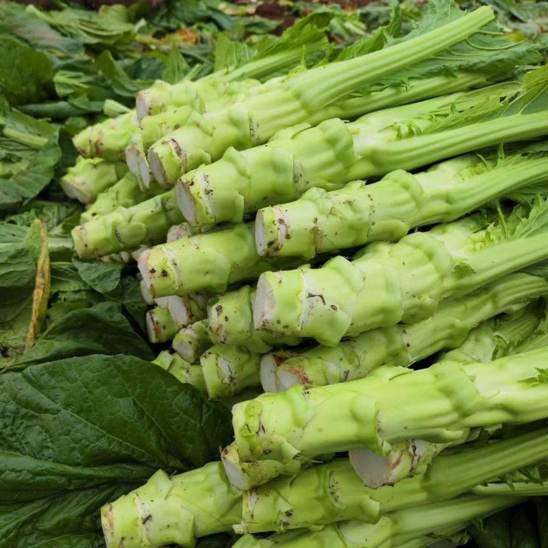 花叶棒菜种子秋季耐寒蔬菜种孑芥菜头笋子芥种四川棒棒菜