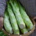 花叶棒菜种子秋季耐寒蔬菜种孑芥菜头笋子芥种四川棒棒菜