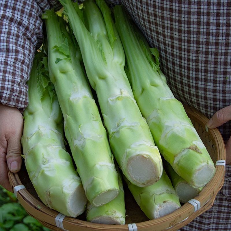花叶棒菜种子秋季耐寒蔬菜种孑芥菜头笋子芥种四川棒棒菜
