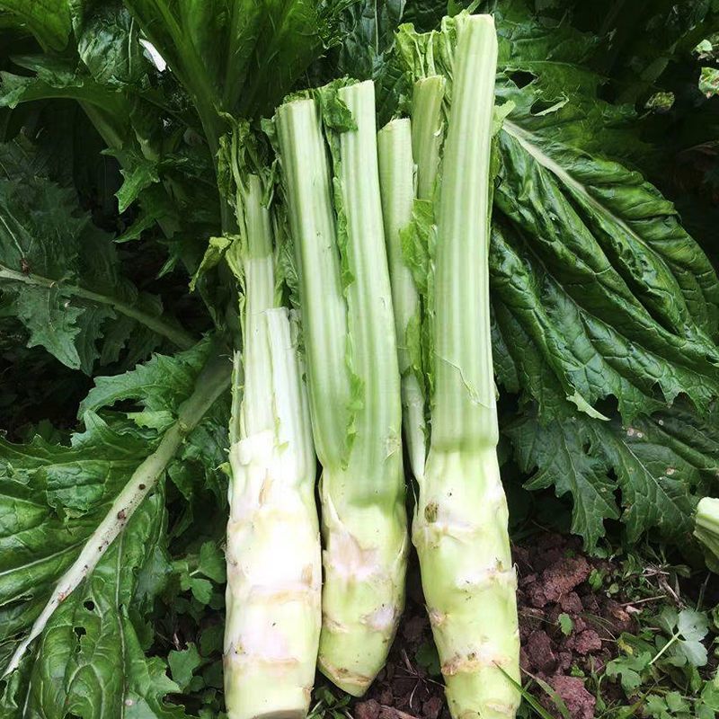 花叶棒菜种子秋季耐寒蔬菜种孑芥菜头笋子芥种四川棒棒菜