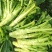 花叶棒菜种子秋季耐寒蔬菜种孑芥菜头笋子芥种四川棒棒菜