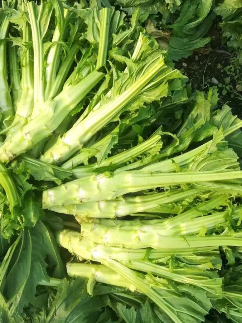 花叶棒菜种子秋季耐寒蔬菜种孑芥菜头笋子芥种四川棒棒菜