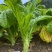 花叶棒菜种子秋季耐寒蔬菜种孑芥菜头笋子芥种四川棒棒菜