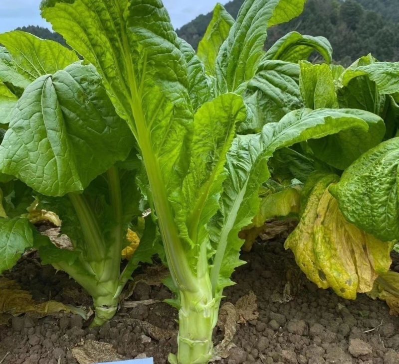 花叶棒菜种子秋季耐寒蔬菜种孑芥菜头笋子芥种四川棒棒菜