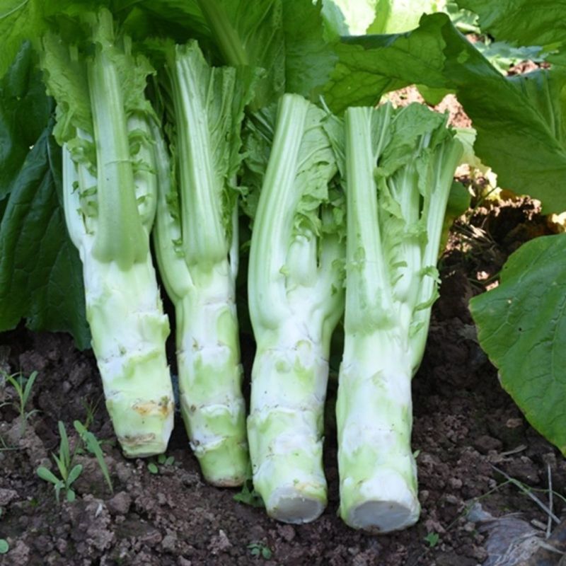 花叶棒菜种子秋季耐寒蔬菜种孑芥菜头笋子芥种四川棒棒菜