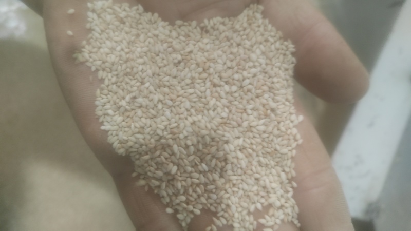 精品色选生熟芝麻