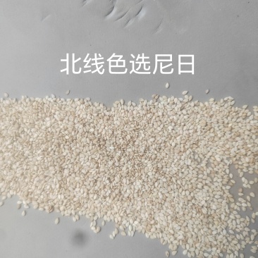 精品色选生熟芝麻