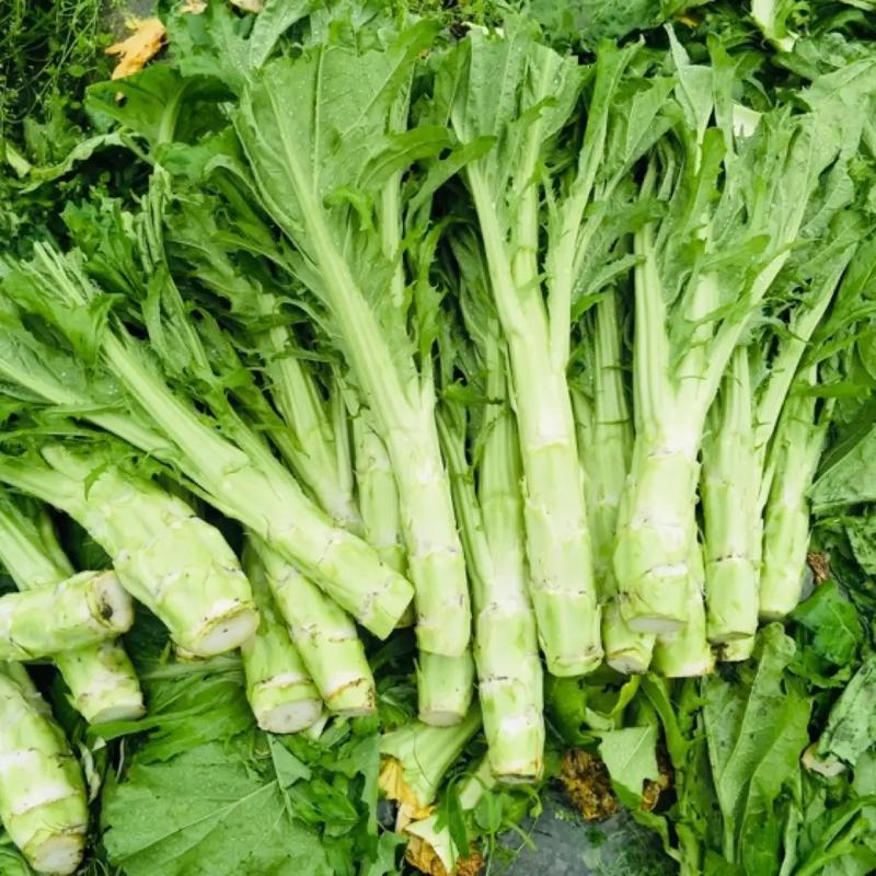 龙盛花叶大棒菜棒菜种子优质高产耐寒抗病商品性佳