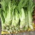 龙盛花叶大棒菜棒菜种子优质高产耐寒抗病商品性佳