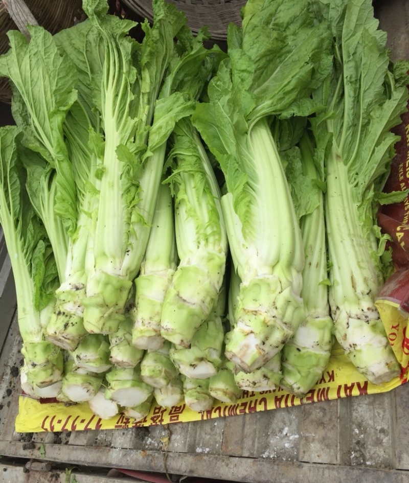 龙盛花叶大棒菜棒菜种子优质高产耐寒抗病商品性佳