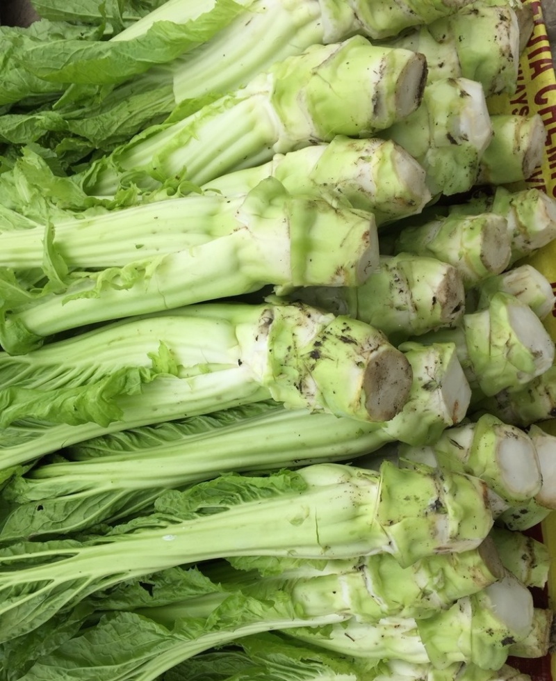龙盛花叶大棒菜棒菜种子优质高产耐寒抗病商品性佳