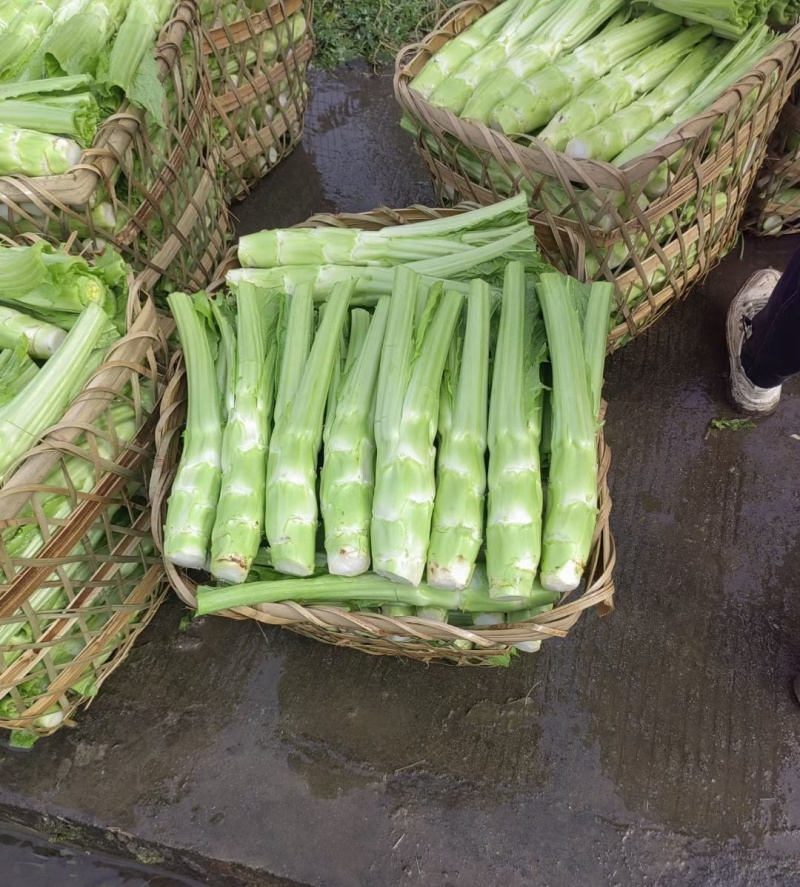 龙盛花叶大棒菜棒菜种子优质高产耐寒抗病商品性佳