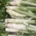 龙盛花叶大棒菜棒菜种子优质高产耐寒抗病商品性佳