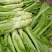 龙盛花叶大棒菜棒菜种子优质高产耐寒抗病商品性佳