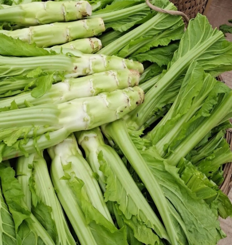 龙盛花叶大棒菜棒菜种子优质高产耐寒抗病商品性佳