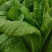 龙盛花叶大棒菜棒菜种子优质高产耐寒抗病商品性佳