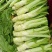龙盛花叶大棒菜棒菜种子优质高产耐寒抗病商品性佳