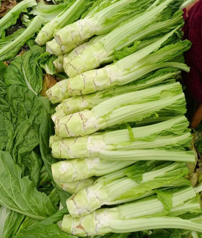 龙盛花叶大棒菜棒菜种子优质高产耐寒抗病商品性佳