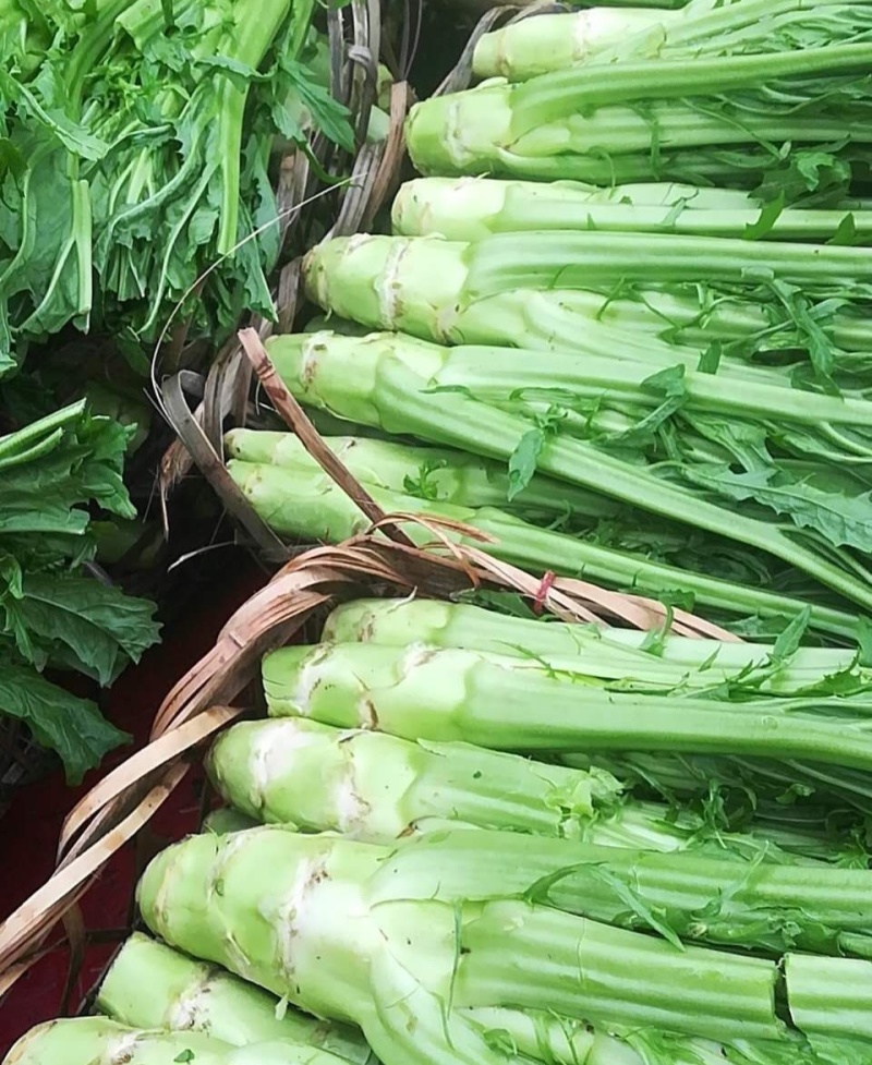 龙盛花叶大棒菜棒菜种子优质高产耐寒抗病商品性佳