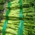 龙盛花叶大棒菜棒菜种子优质高产耐寒抗病商品性佳