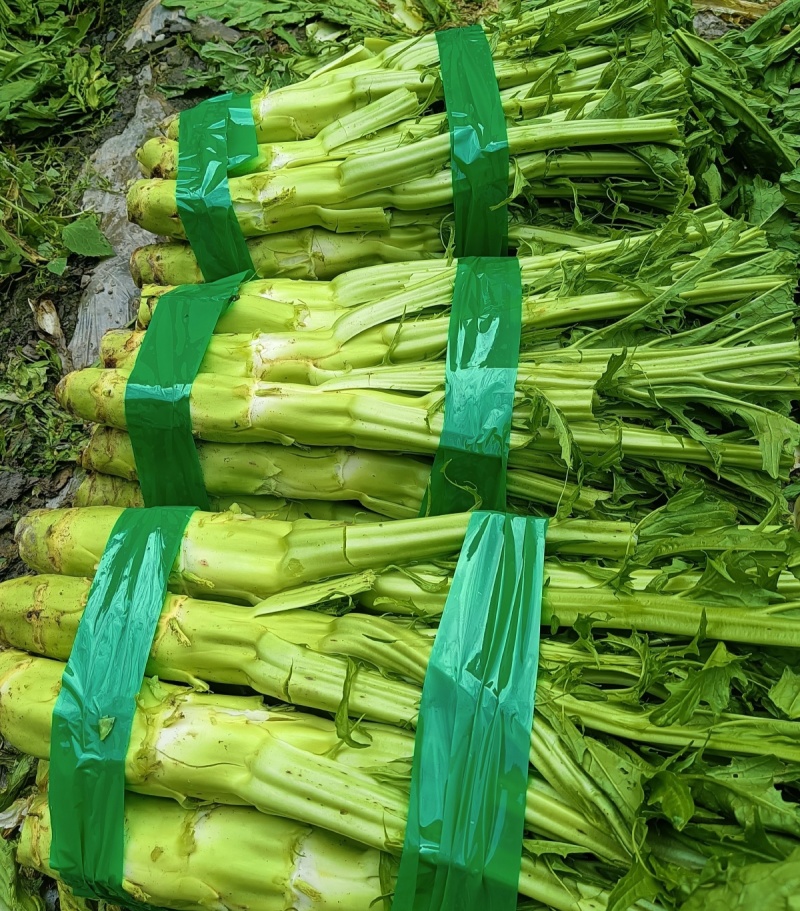 龙盛花叶大棒菜棒菜种子优质高产耐寒抗病商品性佳