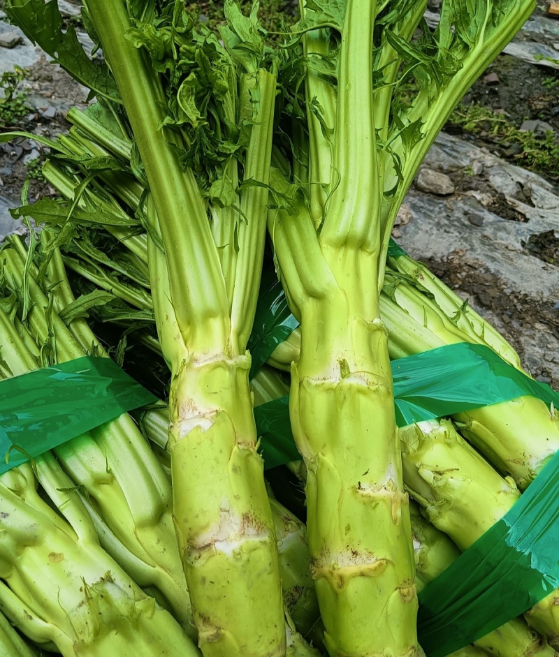 龙盛花叶大棒菜棒菜种子优质高产耐寒抗病商品性佳