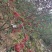 四川汉源花椒鲜花椒，欢迎大家联系我