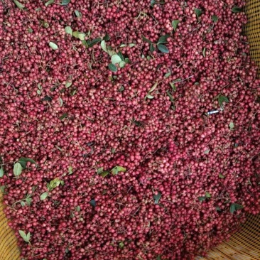 四川汉源花椒鲜花椒，欢迎大家联系我