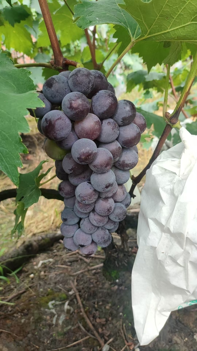 巨峰葡萄