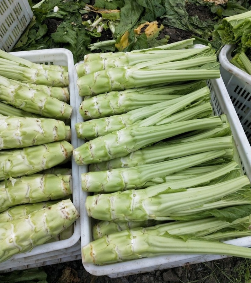 方正棒菜种子大棒薄皮笋菜白皮芥菜四川花叶菜头特色棒棒菜