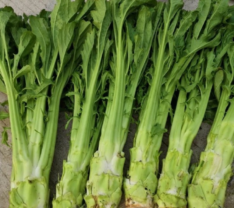 方正棒菜种子大棒薄皮笋菜白皮芥菜四川花叶菜头特色棒棒菜