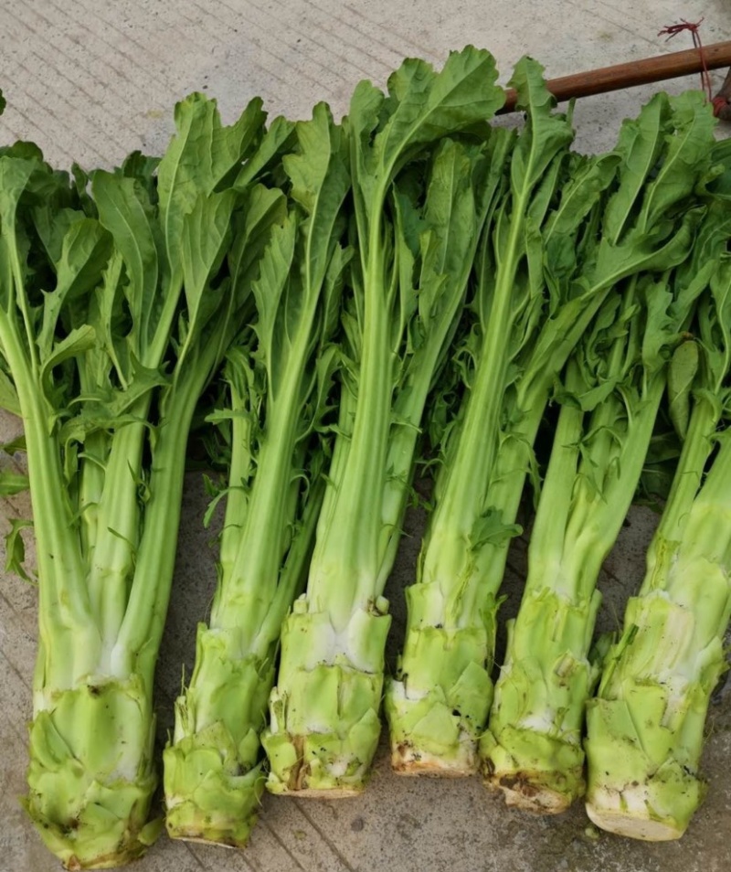 方正棒菜种子大棒薄皮笋菜白皮芥菜四川花叶菜头特色棒棒菜