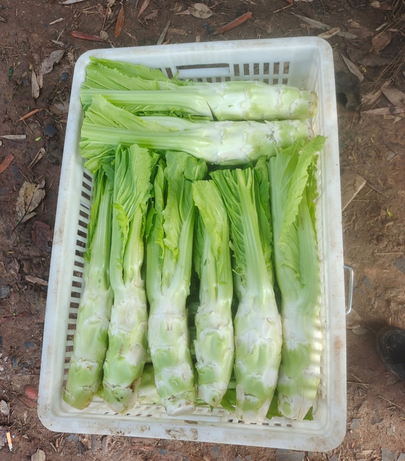方正棒菜种子大棒薄皮笋菜白皮芥菜四川花叶菜头特色棒棒菜
