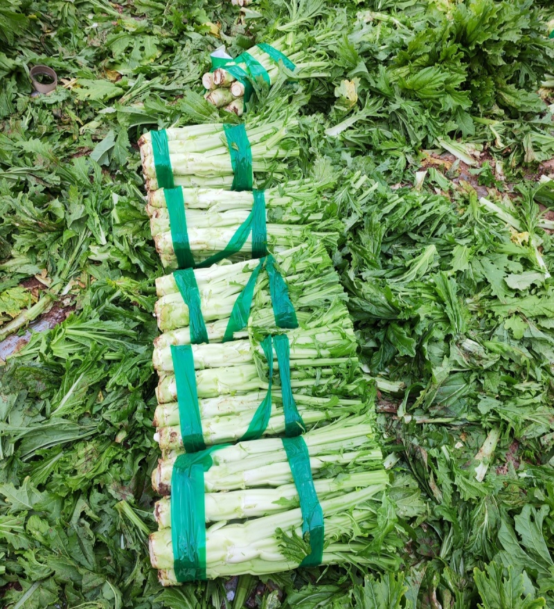 方正棒菜种子大棒薄皮笋菜白皮芥菜四川花叶菜头特色棒棒菜