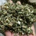 益母草，益母草断子