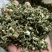 益母草，益母草断子