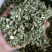 益母草，益母草断子