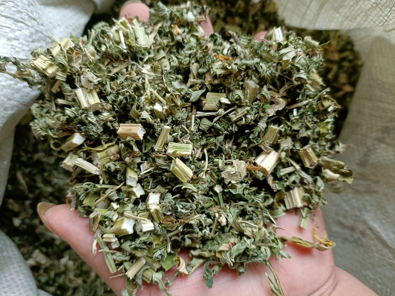 益母草，益母草断子