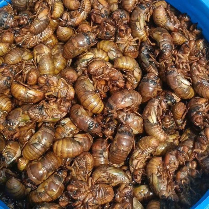新鲜活体金蝉大量有货全国发货可视频看货接受预定
